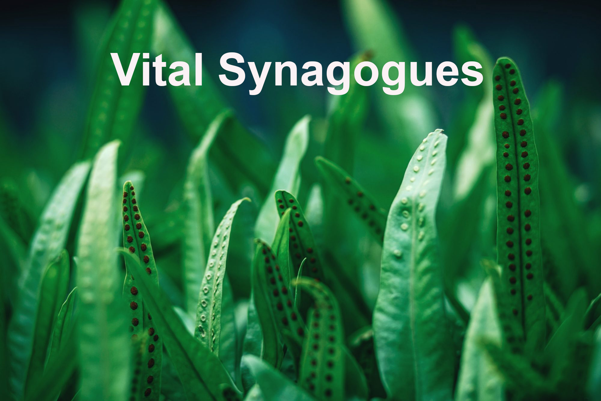 web resource Vital Synagogues Here